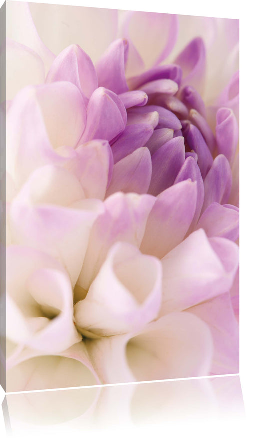 Traumhafte lila weiße Blüte Leinwandbild