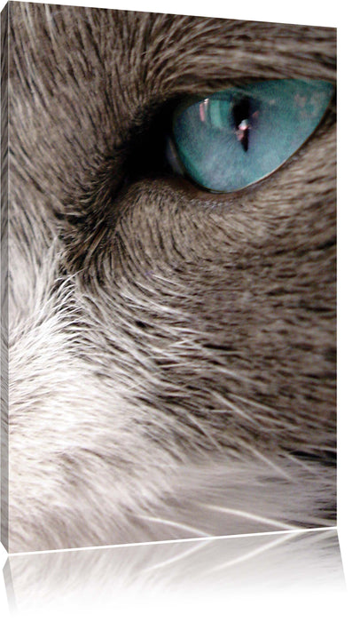 Pixxprint Katze mit blauen Augen, Leinwandbild