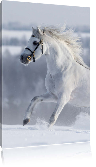 Pixxprint Weißes Pferd auf Schneewiese, Leinwandbild