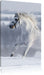 Weißes Pferd auf Schneewiese Leinwandbild