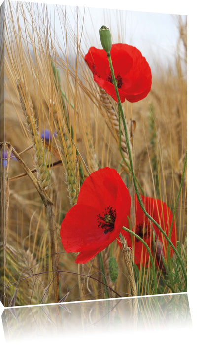 Pixxprint Mohnblumen im Getreidefeld, Leinwandbild