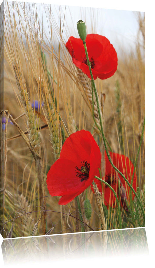 Mohnblumen im Getreidefeld Leinwandbild