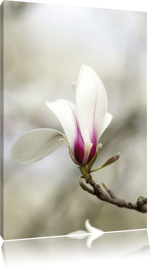 Weiße Baumblüten Leinwandbild