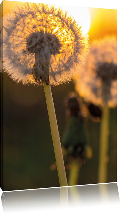 Pixxprint Pusteblume, Leinwandbild