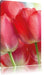 Rote Tulpen Leinwandbild
