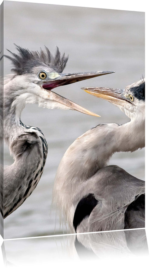 Zankende Vögel Leinwandbild