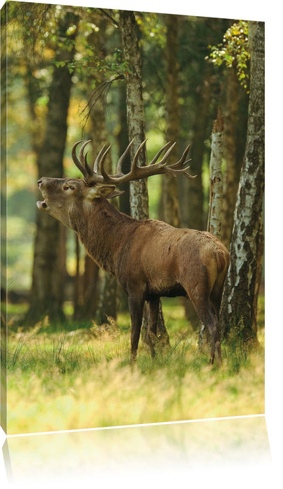 Pixxprint Hirsch im Wald, Leinwandbild