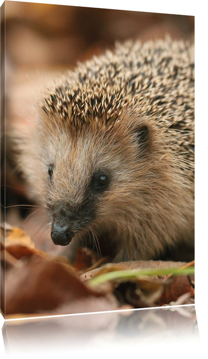 Pixxprint Kleiner Igel, Leinwandbild