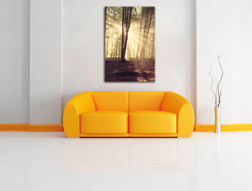 Waldlichtung im Sonnenschein Leinwandbild über Sofa