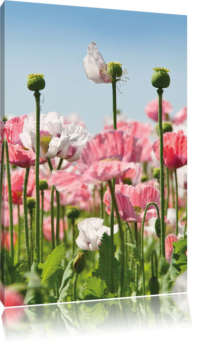 Pixxprint Blumenwiese Mohnblumen, Leinwandbild