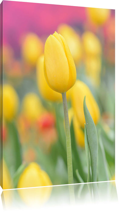 Pixxprint Gelbe Tulpen im Frühling, Leinwandbild