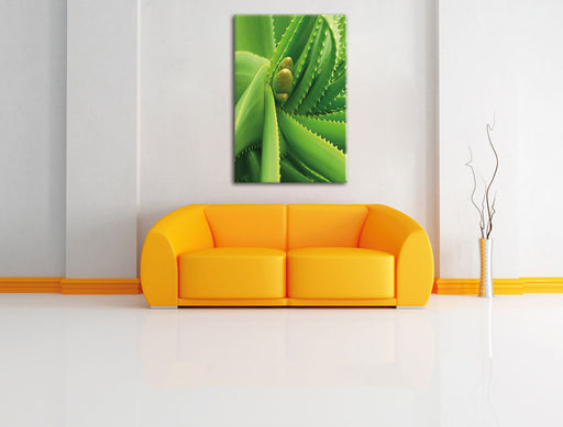 Aloe Vera Leinwandbild über Sofa