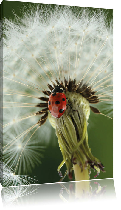 Pixxprint Marienkäfer auf Pusteblume, Leinwandbild