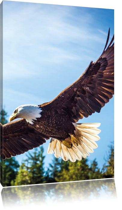 Pixxprint Adler, Leinwandbild