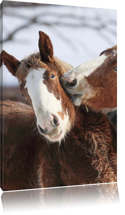 Pixxprint schmusende Pferde, Leinwandbild