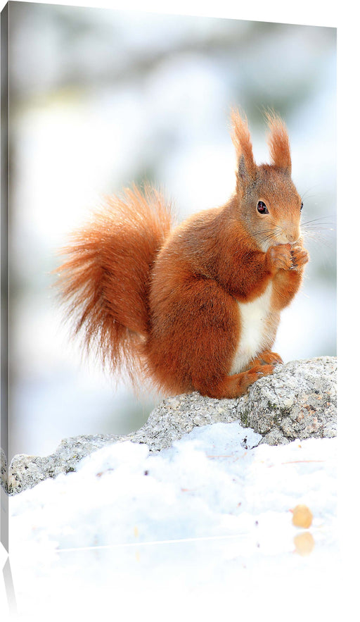 Eichhörnchen im Schnee Leinwandbild