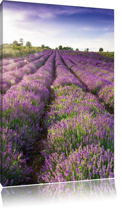 Lavendelfeld Provence, Leinwandbild