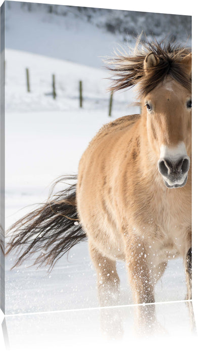 Pixxprint Pferd im Schnee, Leinwandbild