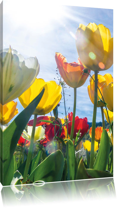 Pixxprint Wiese Froschperspektive, Leinwandbild