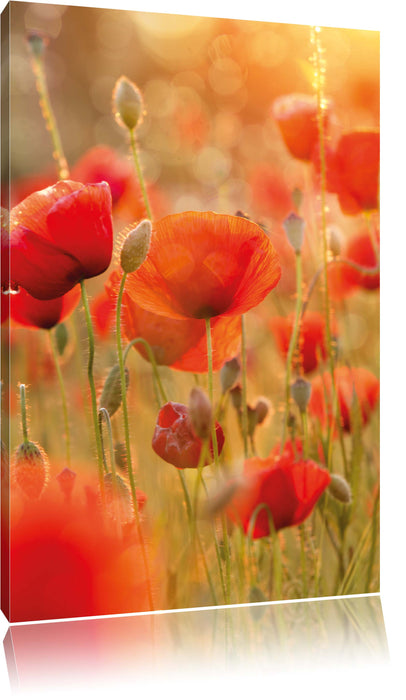 Pixxprint Mohnwiese, Leinwandbild