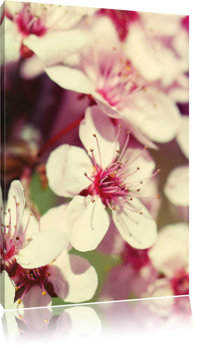 Pixxprint Kirschblüten, Leinwandbild