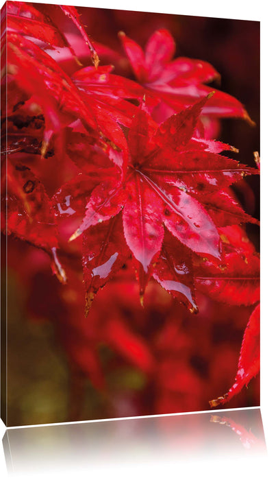 Pixxprint Ahornblätter, Leinwandbild