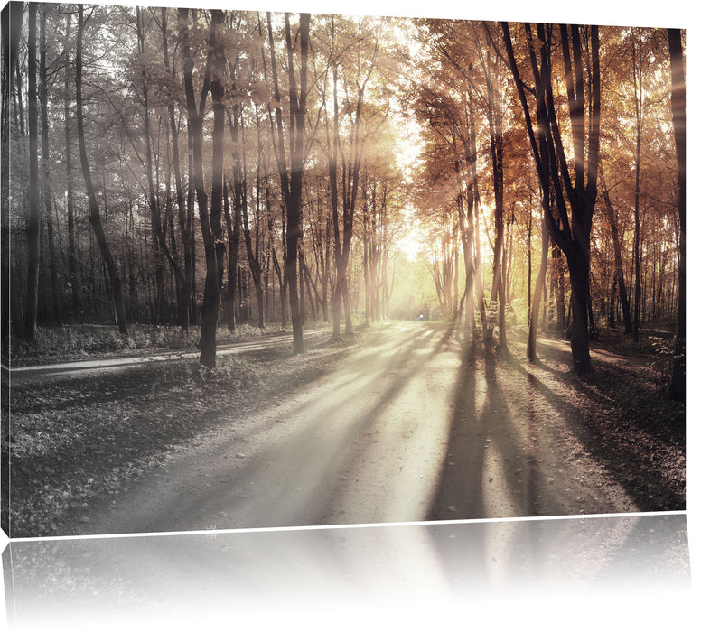 Pixxprint Allee im Herbstlicht, Leinwandbild