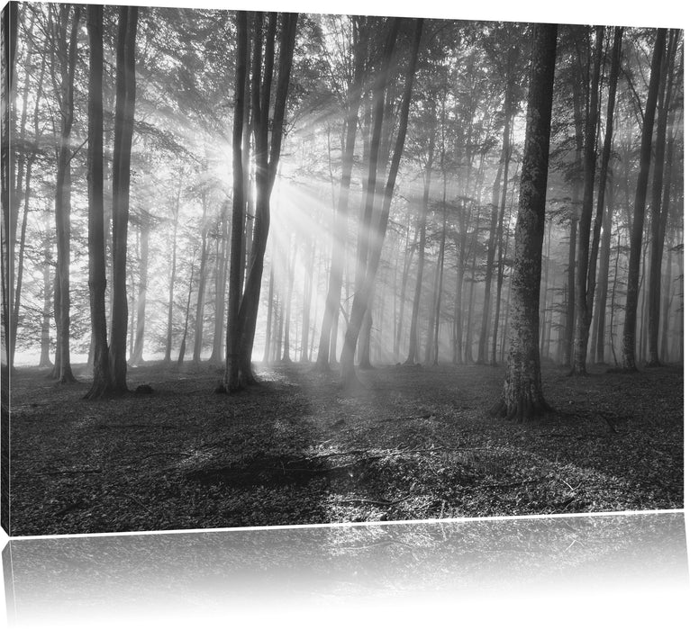 Pixxprint Wald mit Sonnenstrahlen, Leinwandbild