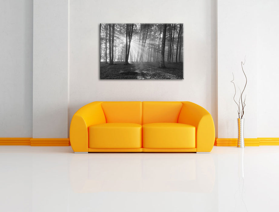 Wald mit Sonnenstrahlen Leinwandbild über Sofa