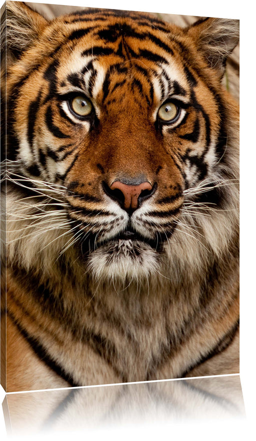 Aufmerksamer Tiger Leinwandbild