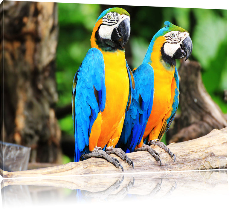 Pixxprint Zwei Papageien, Leinwandbild