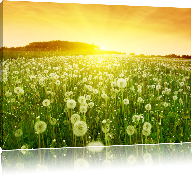 Pixxprint Pusteblumen Sonnenuntergang, Leinwandbild