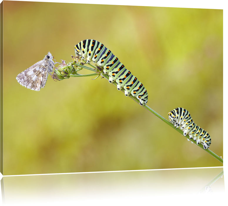 Pixxprint Schwalbenschwanzraupen und Falter, Leinwandbild