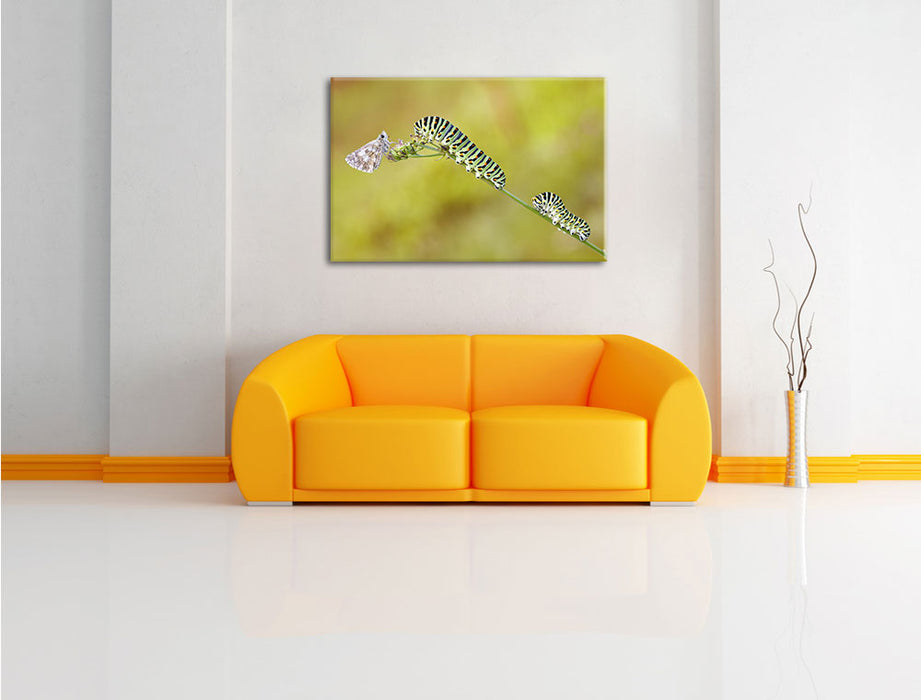 Schwalbenschwanzraupen und Falter Leinwandbild über Sofa