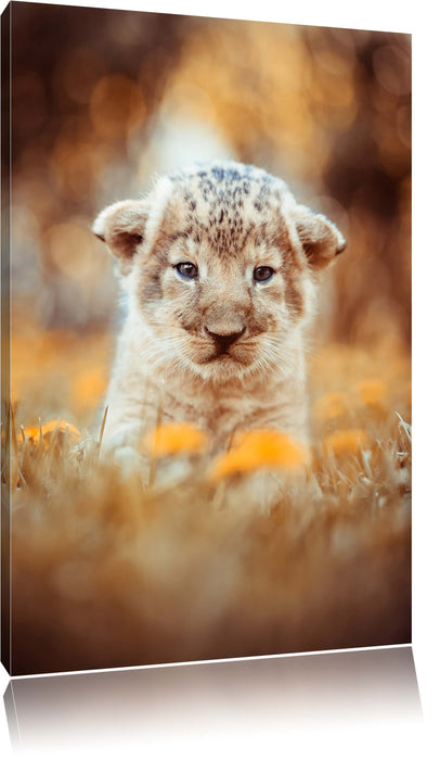 Pixxprint Niedliches Löwenbaby, Leinwandbild