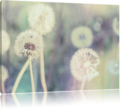 Romantische Pusteblumen Leinwandbild