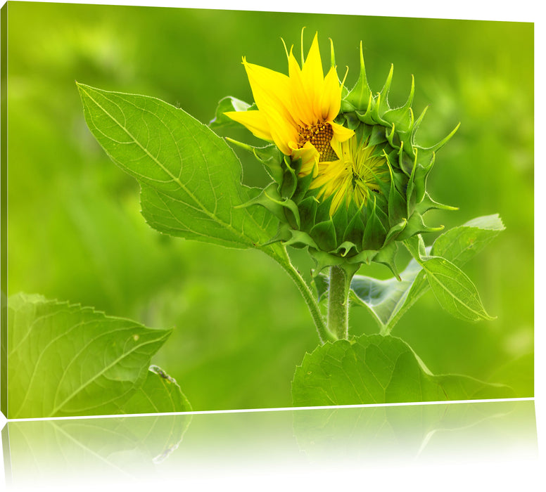 Pixxprint Aufblühende Sonnenblume, Leinwandbild