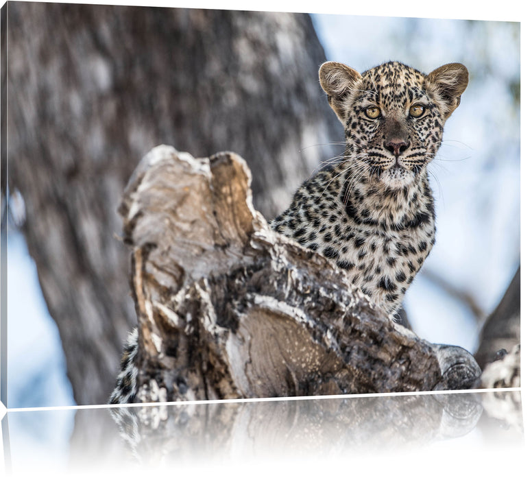 Pixxprint Leopardjunges auf Baum, Leinwandbild