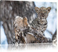Leopardjunges auf Baum Leinwandbild
