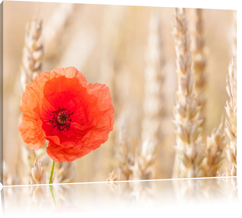 Pixxprint Mohnblume im Kornfeld, Leinwandbild