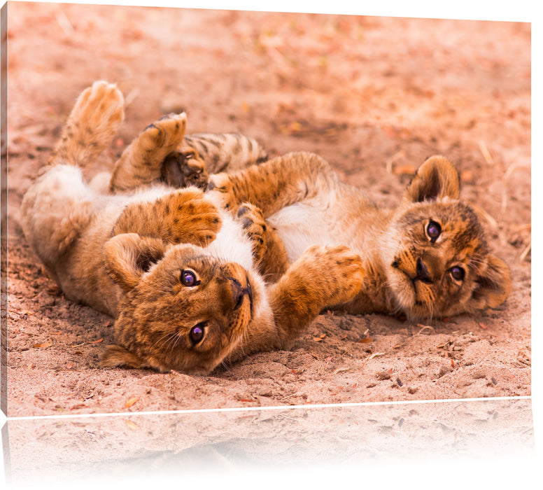 Pixxprint Spielende Löwenjungen, Leinwandbild