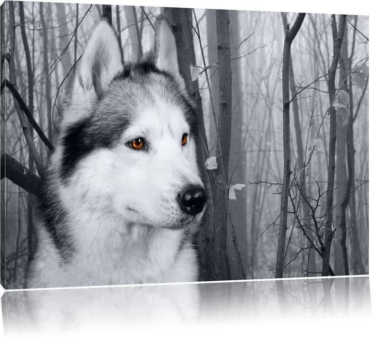 Pixxprint Wachsamer Husky, Leinwandbild