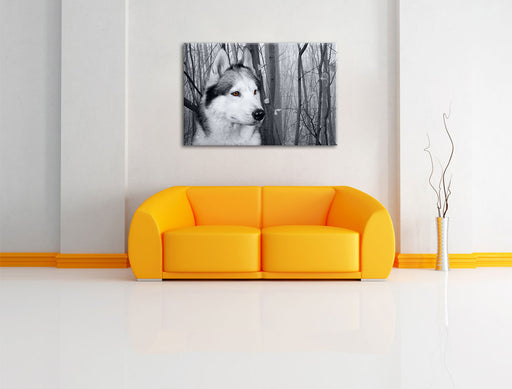Wachsamer Husky Leinwandbild über Sofa