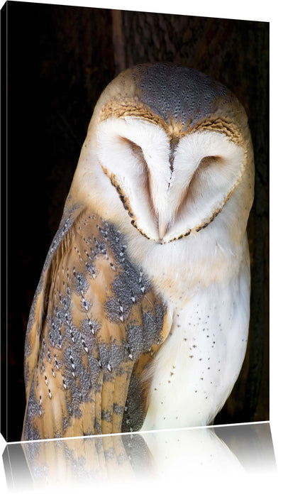 Pixxprint Schleiereule, Leinwandbild
