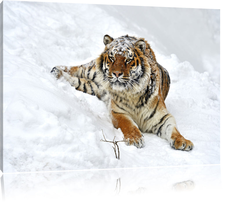 Pixxprint Amur Tiger im Schnee, Leinwandbild