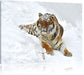 Amur Tiger im Schnee Leinwandbild