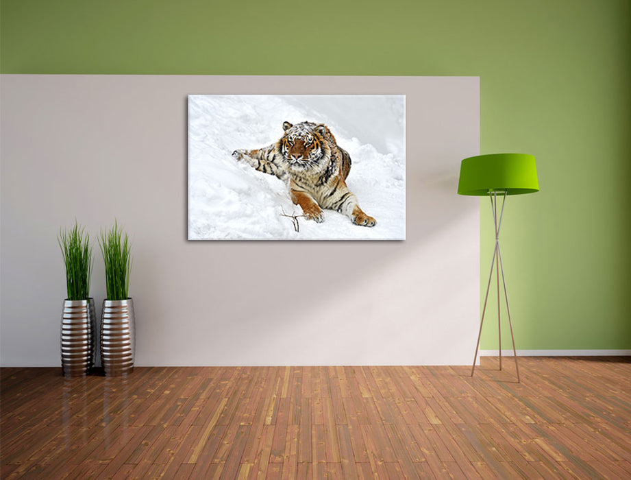 Amur Tiger im Schnee Leinwandbild im Flur
