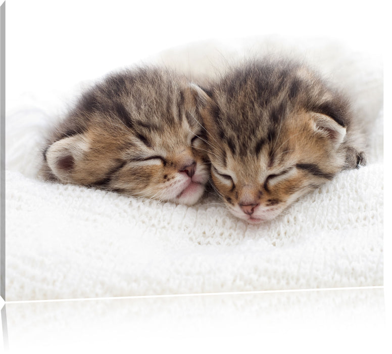 Pixxprint Schlummernde Käzchen, Leinwandbild