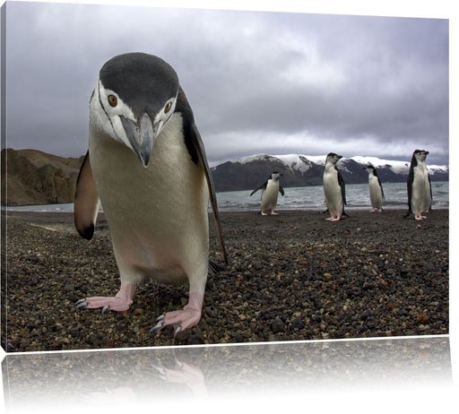 Lustige Pinguine Leinwandbild