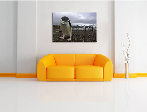 Lustige Pinguine Leinwandbild über Sofa